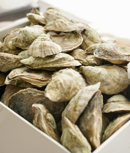 Cornerstone East Coast Raw Unshucked Oysters